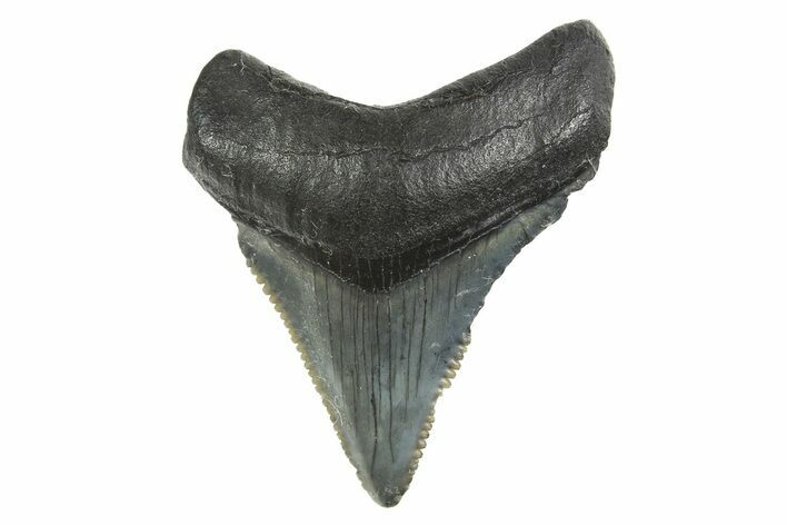 Serrated, Juvenile Megalodon Tooth - South Carolina #298769